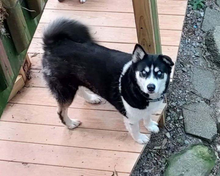 teddy bear husky