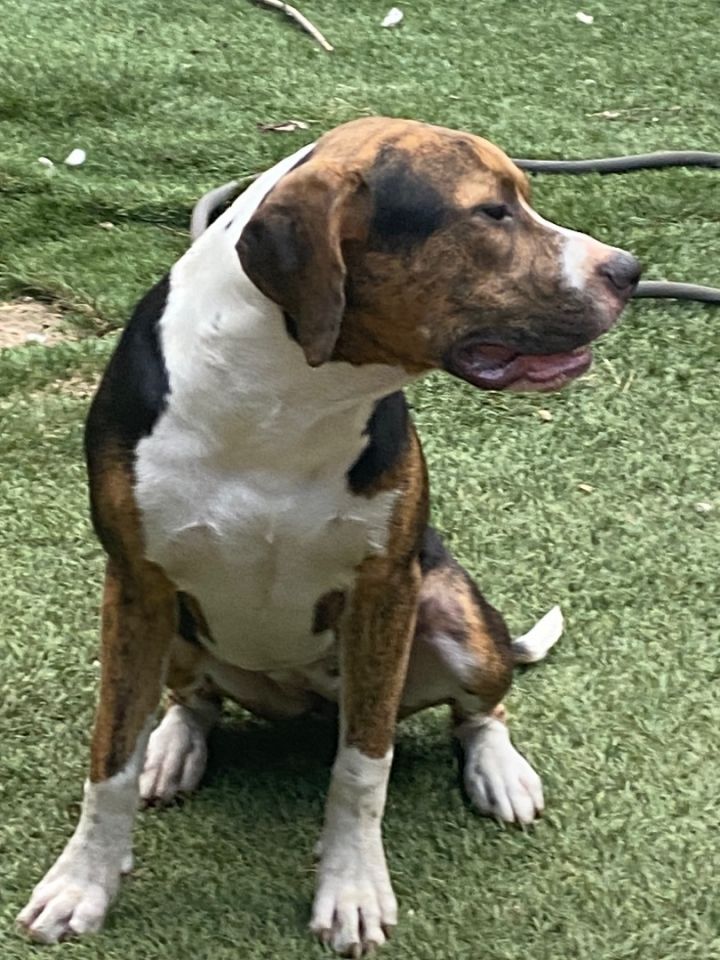 Greater swiss mountain hot sale dog boxer mix