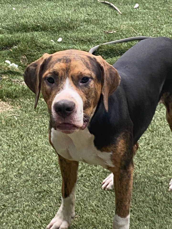 Greater swiss mountain dog golden sales retriever mix