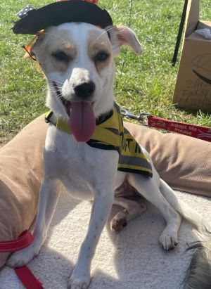 Halloween Costumes  Georgia Jack Russell Rescue