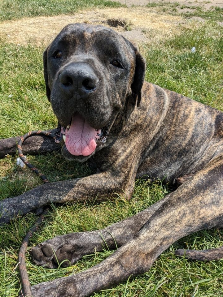 Cane corso mixed hot sale with english mastiff