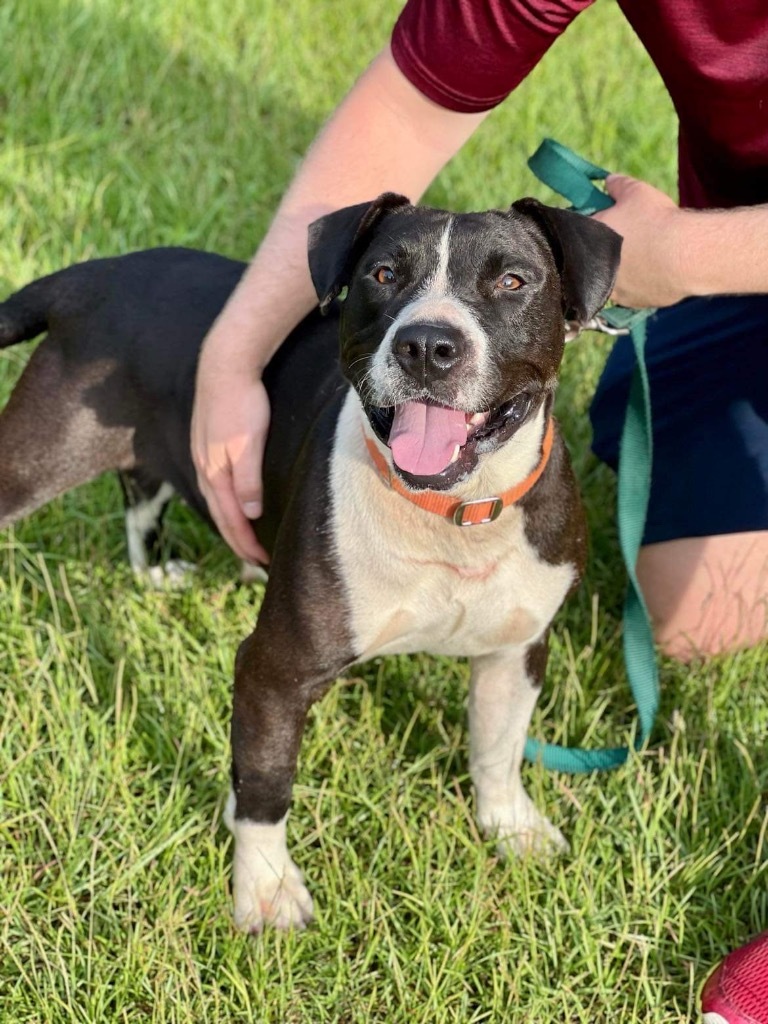 Maxine, an adoptable American Staffordshire Terrier in Darlington, SC, 29532 | Photo Image 5