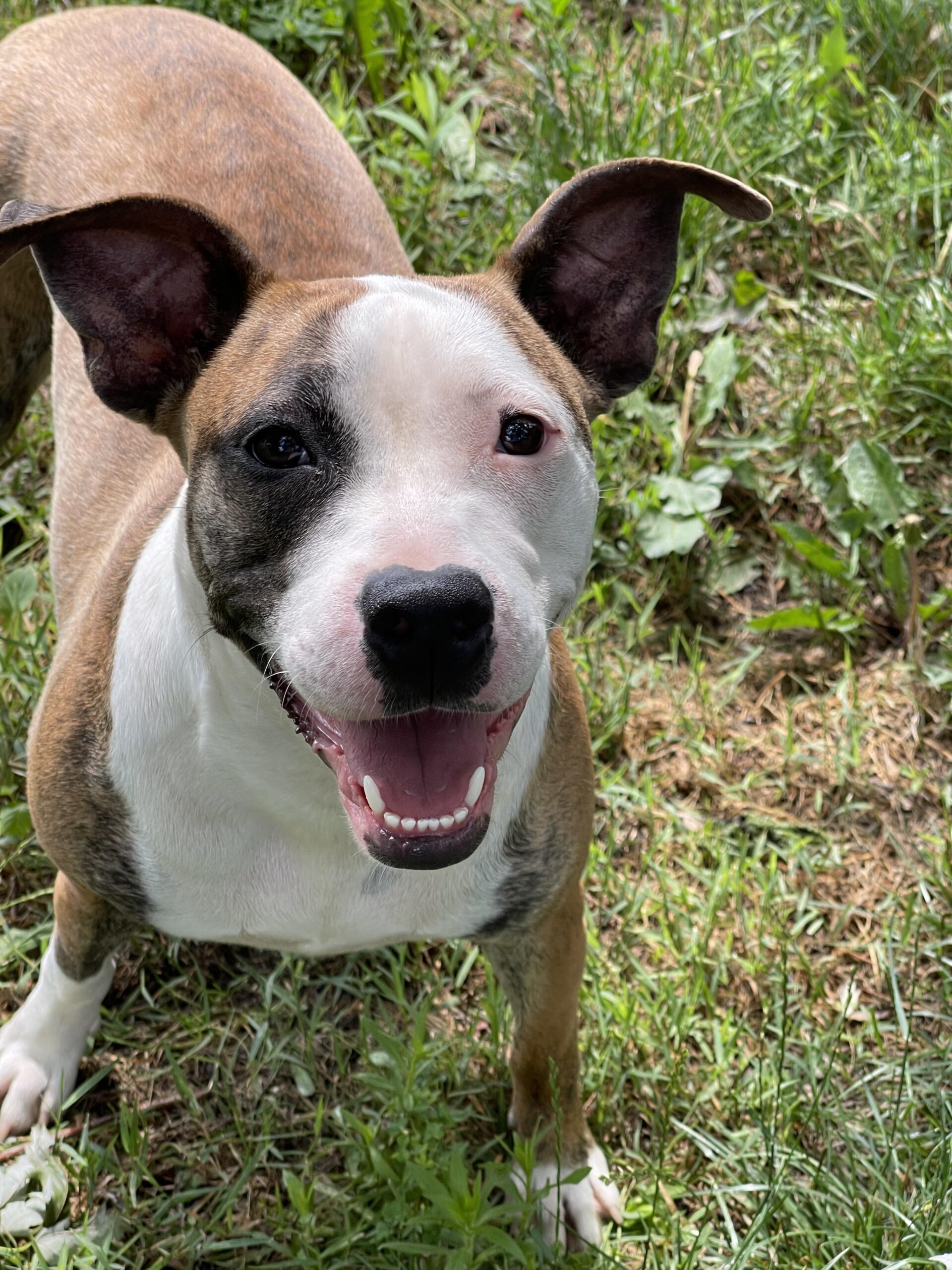 Sadie, an adoptable American Bulldog, Pit Bull Terrier in Richmond, MO, 64085 | Photo Image 1