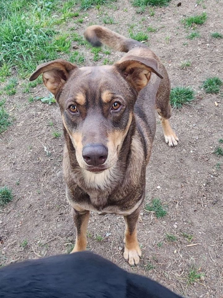 Doberman best sale husky mix