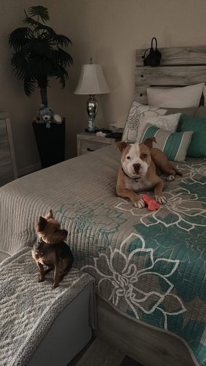 Wiggles