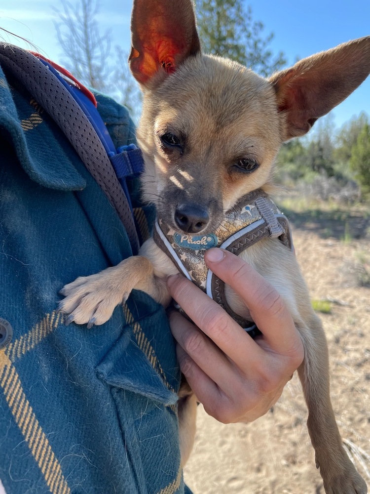 Frankie, an adoptable Chihuahua in Bend, OR, 97701 | Photo Image 5