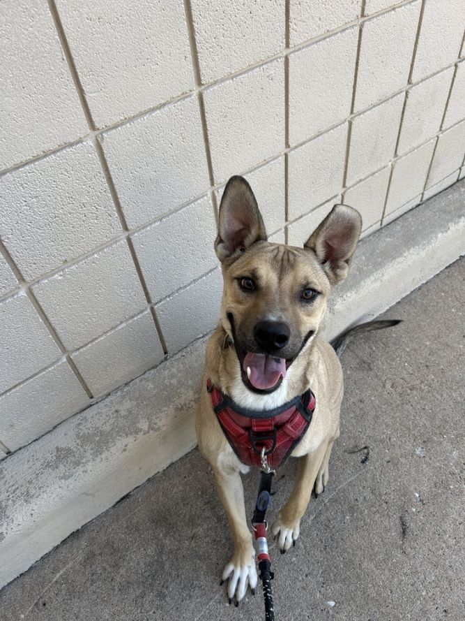 Dog for adoption - Gucci, a Mixed Breed in Colorado Springs, CO