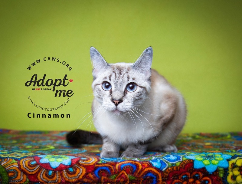 Cinnamon, an adoptable Domestic Short Hair in Salt Lake City, UT, 84117 | Photo Image 1