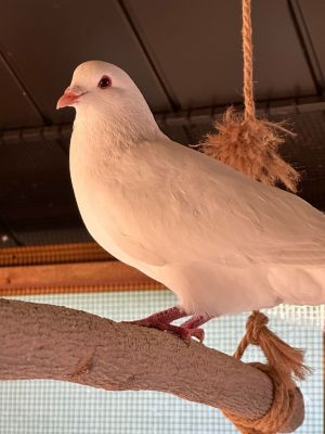 Kimchi may be named after a delicious food and he is a King pigeon that is ofte