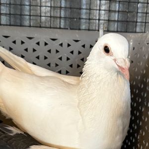 Farrah is one gorgeous homer pigeon whose past is a mystery to us She came from a wildlife center t