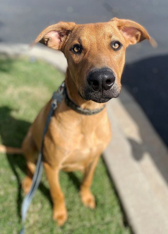 Basil, an adoptable Doberman Pinscher & Redbone Coonhound Mix in Oklahoma City, OK_image-2