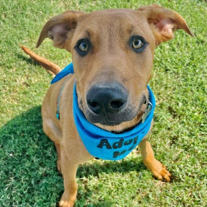Basil, an adoptable Doberman Pinscher & Redbone Coonhound Mix in Oklahoma City, OK_image-1