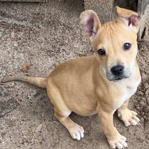 Corgi bully hot sale mix