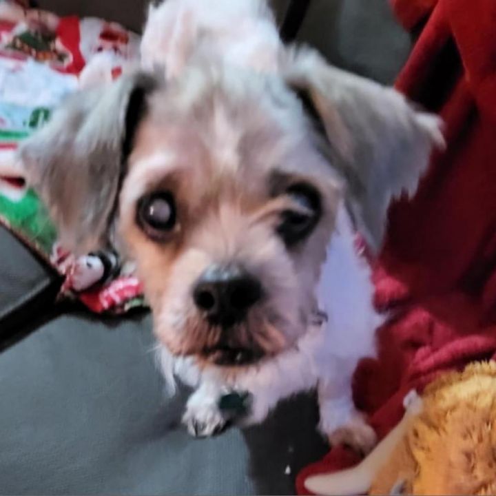 Rosie Cherry (Dallas) 2