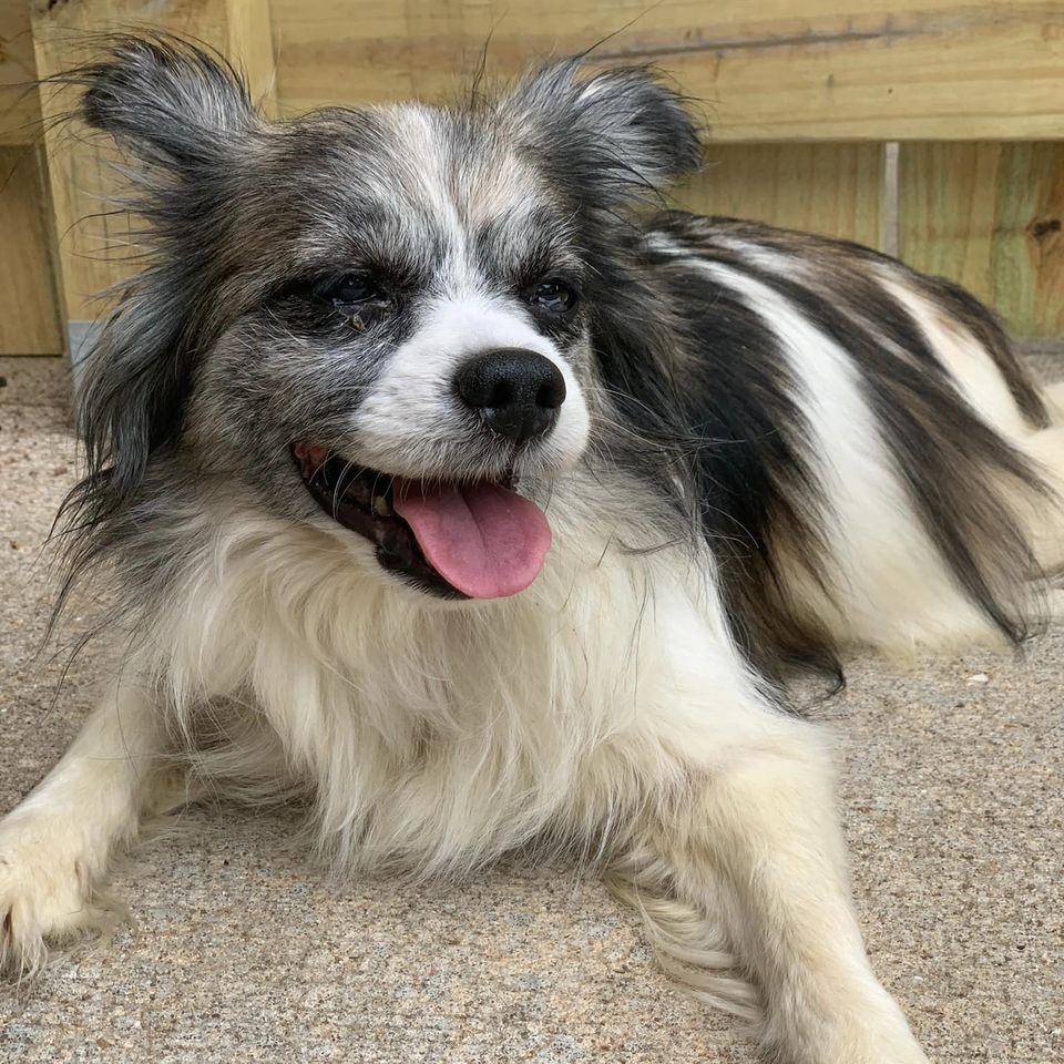 Foxy Roxy , an adoptable Papillon, Mixed Breed in Springfield, MO, 65804 | Photo Image 2