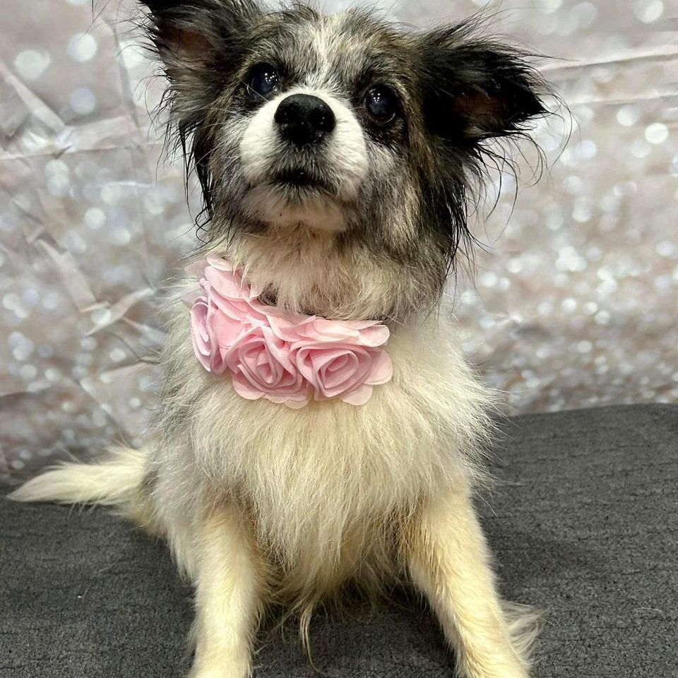 Foxy Roxy , an adoptable Papillon, Mixed Breed in Springfield, MO, 65804 | Photo Image 4