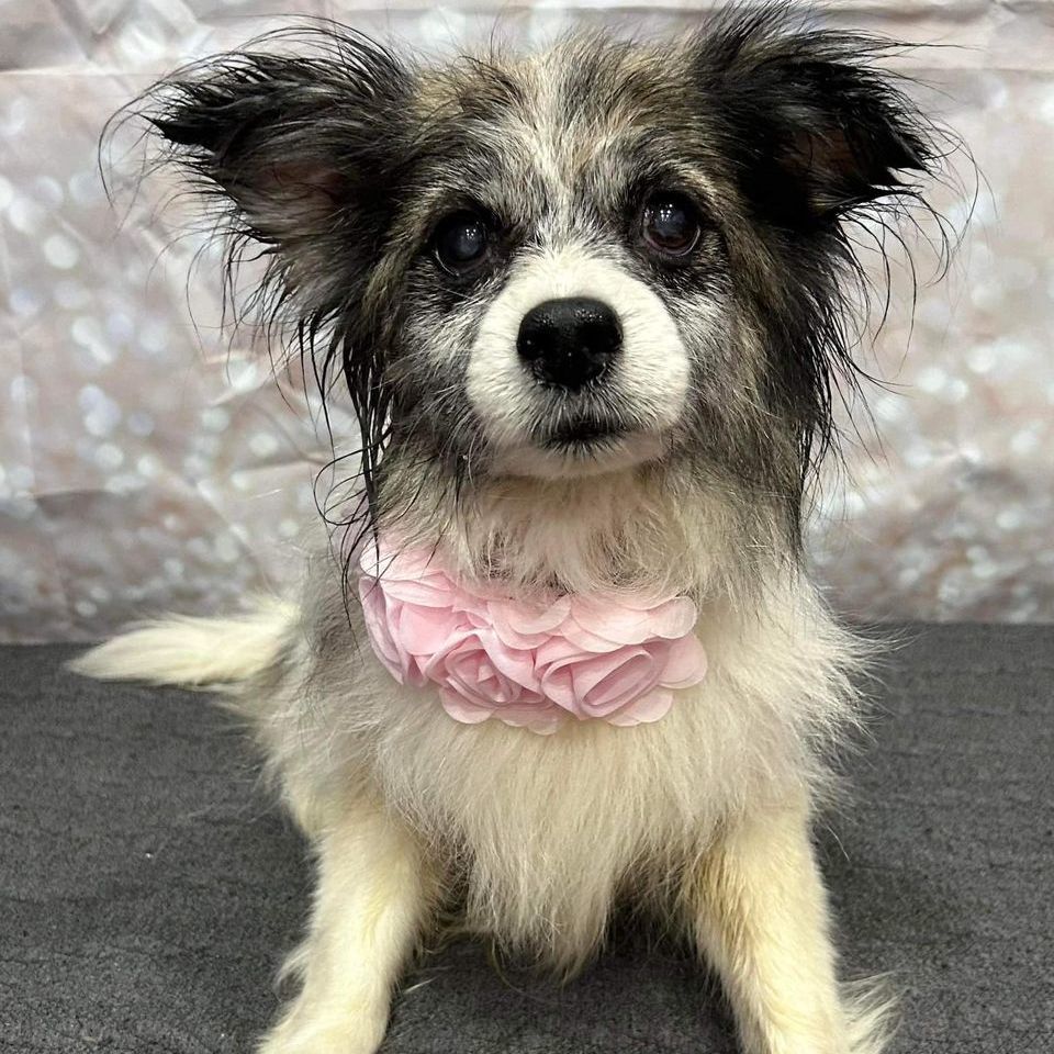 Foxy Roxy , an adoptable Papillon, Mixed Breed in Springfield, MO, 65804 | Photo Image 5