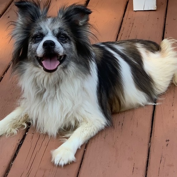 Papillon Puppies Ready For Sale /Adoption