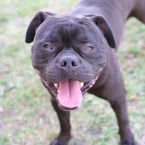 Goober, an adoptable Boxer & Dogue de Bordeaux Mix in Wilmington, NC_image-2