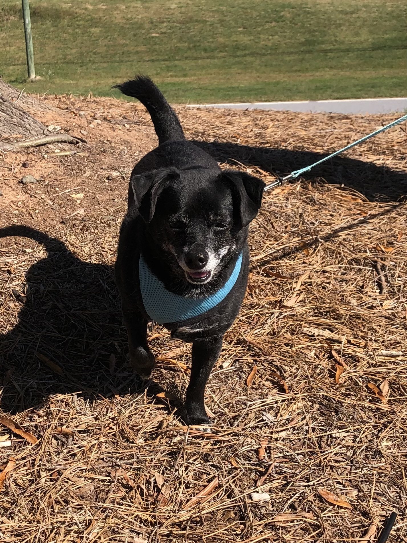 Trooper, an adoptable Mixed Breed in Snow Camp, NC, 27349 | Photo Image 1