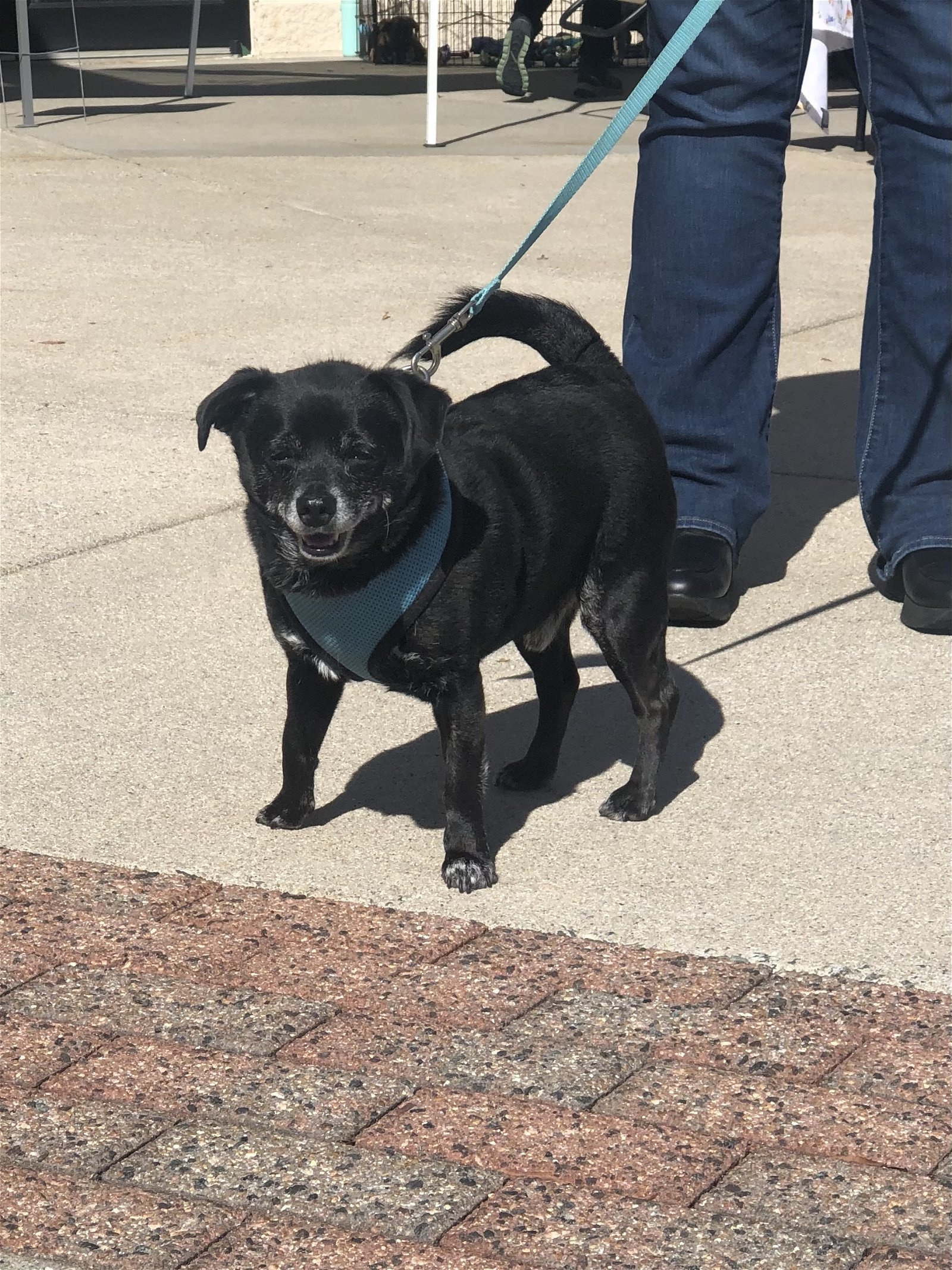 Trooper, an adoptable Mixed Breed in Snow Camp, NC, 27349 | Photo Image 2