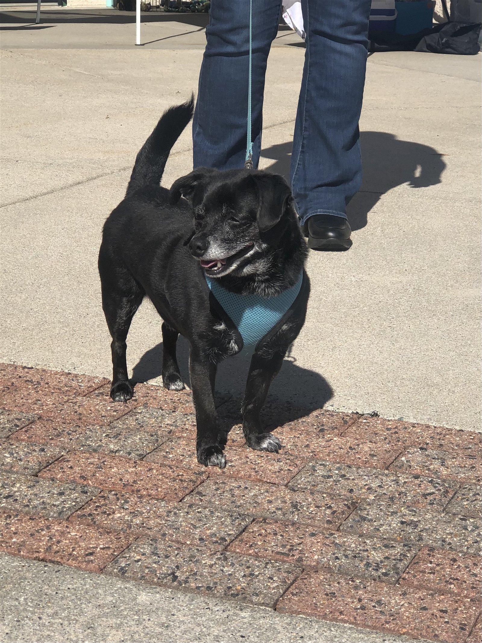 Trooper, an adoptable Mixed Breed in Snow Camp, NC, 27349 | Photo Image 3