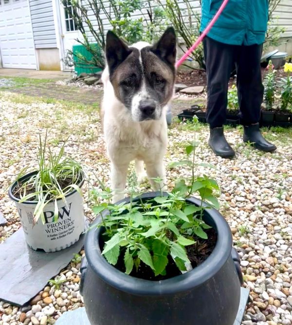 Available - Big East Akita Rescue