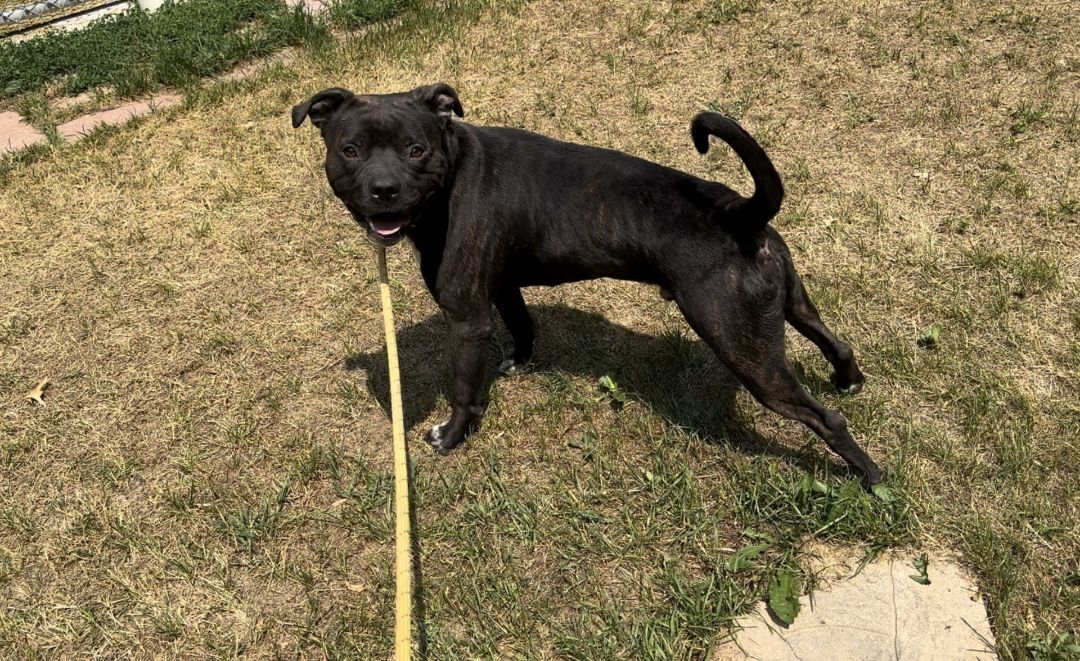 Rocky, an adoptable Pit Bull Terrier in Baldwin, MI, 49304 | Photo Image 3