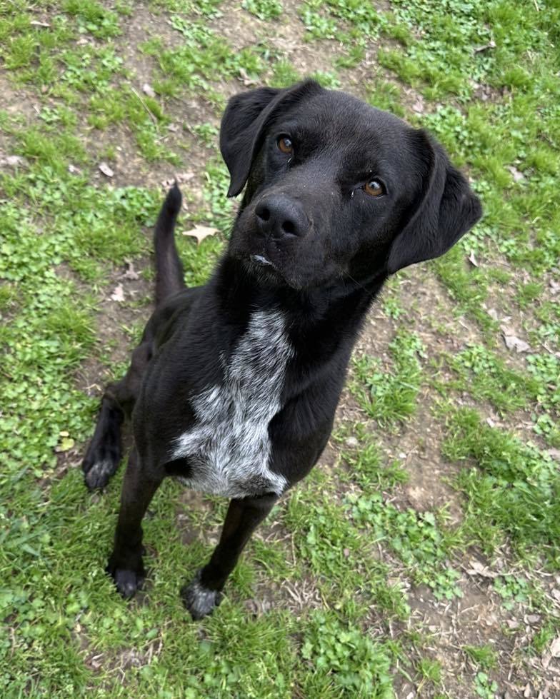 Moose, an adoptable Labrador Retriever, Mountain Cur in Shreveport, LA, 71119 | Photo Image 1