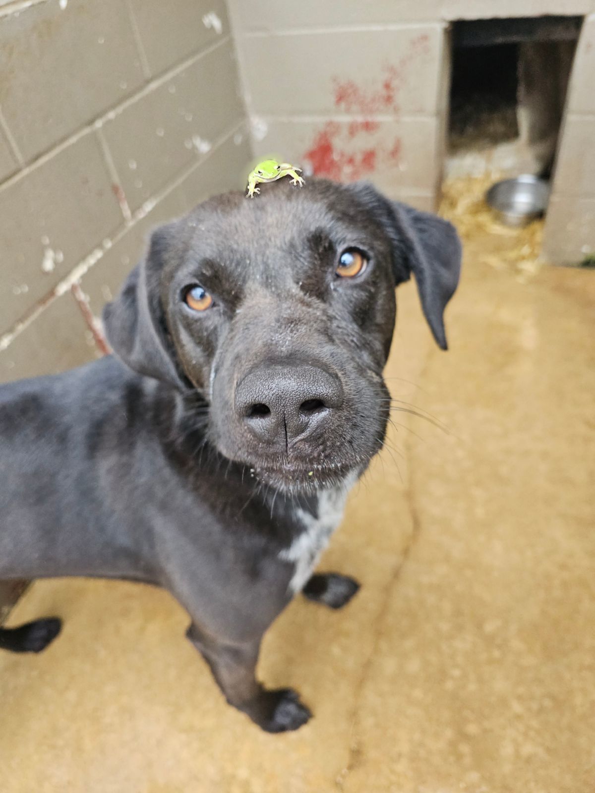 Moose, an adoptable Labrador Retriever, Mountain Cur in Shreveport, LA, 71119 | Photo Image 2