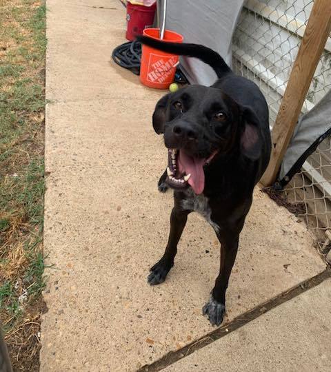 Moose, an adoptable Labrador Retriever, Mountain Cur in Shreveport, LA, 71119 | Photo Image 3