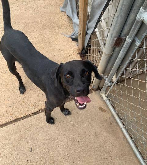 Moose, an adoptable Labrador Retriever, Mountain Cur in Shreveport, LA, 71119 | Photo Image 3