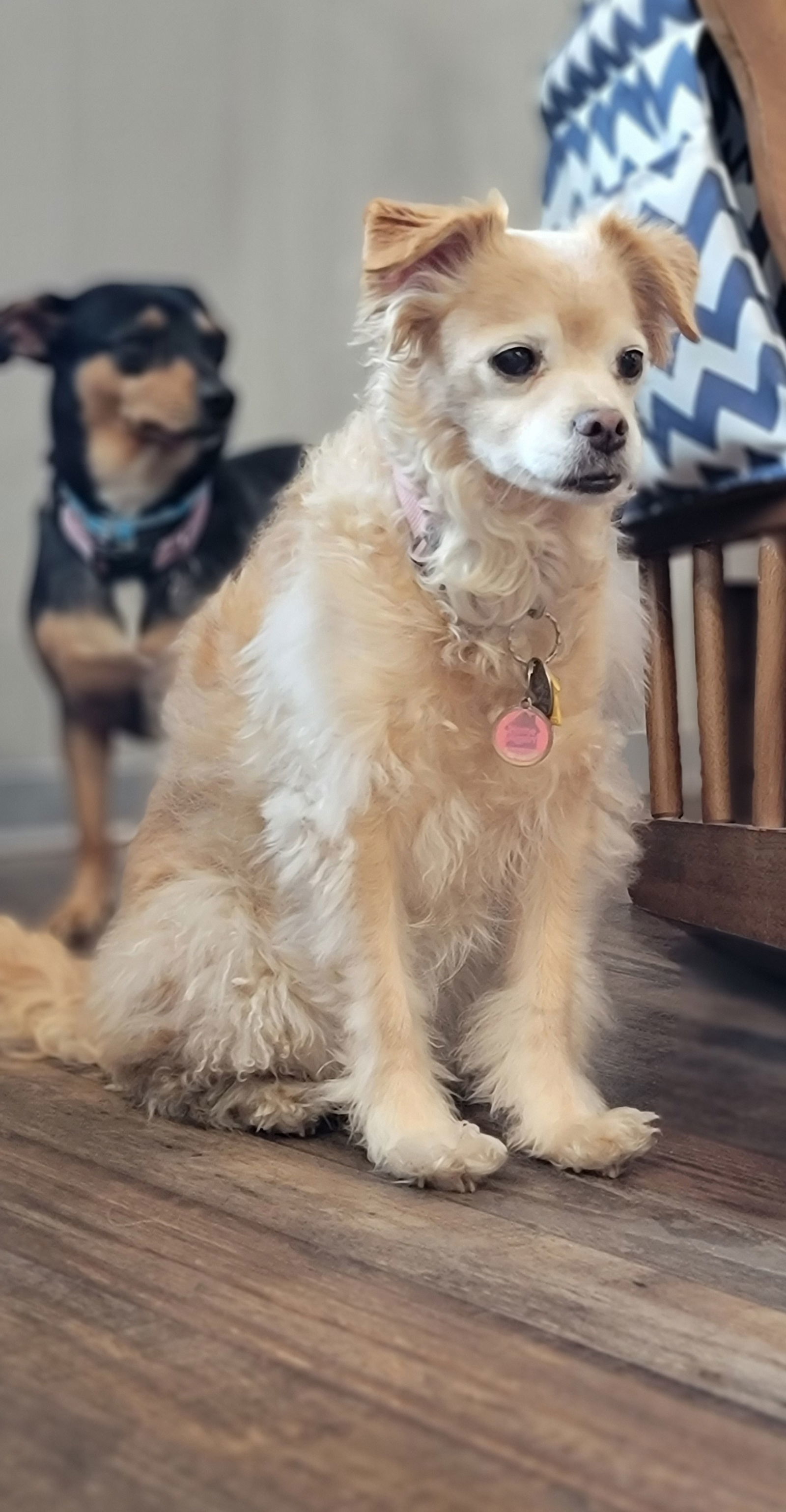 BooBoo, an adoptable Spaniel in Elizabethtown, PA, 17022 | Photo Image 2