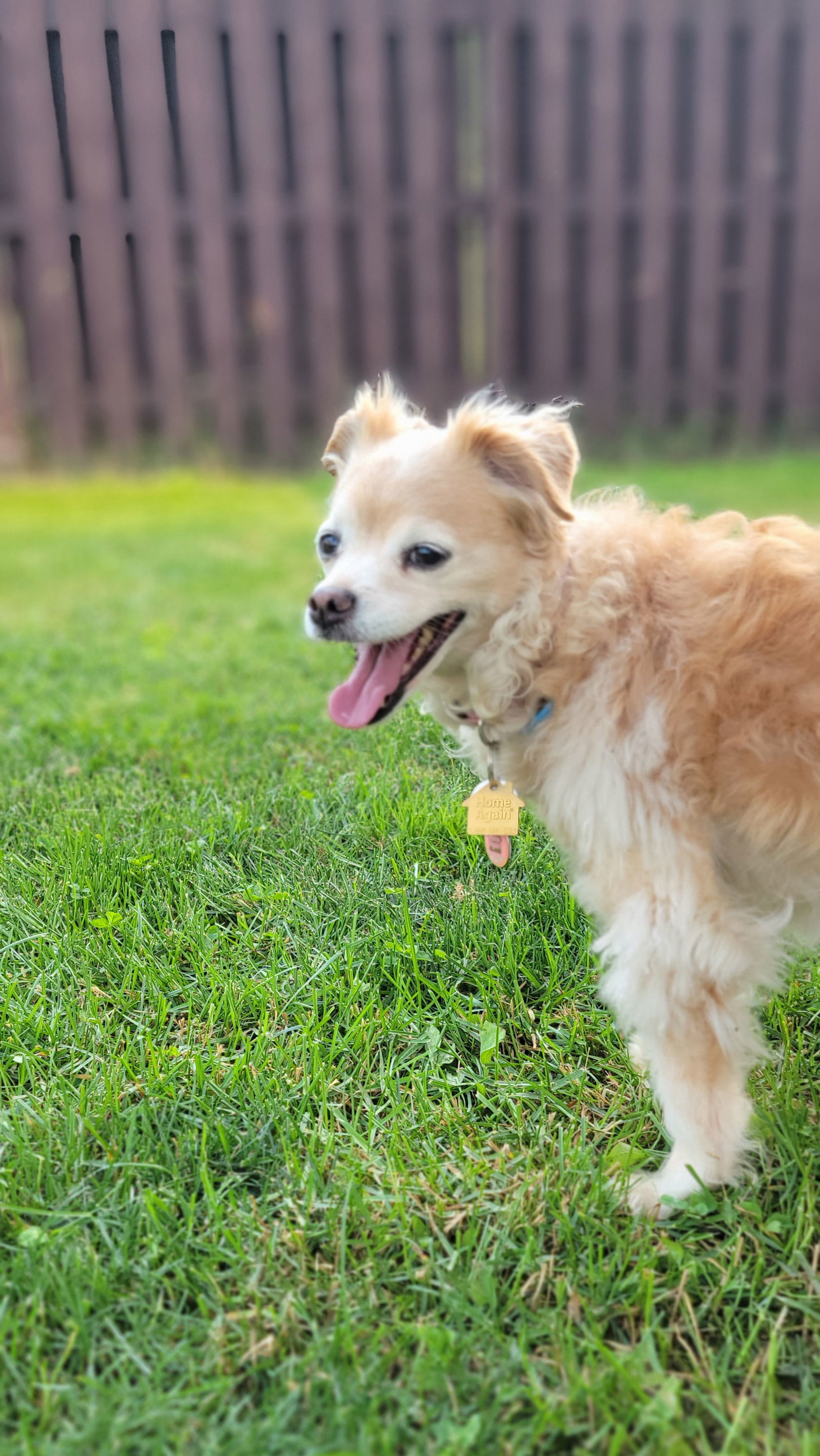 BooBoo, an adoptable Spaniel in Elizabethtown, PA, 17022 | Photo Image 3