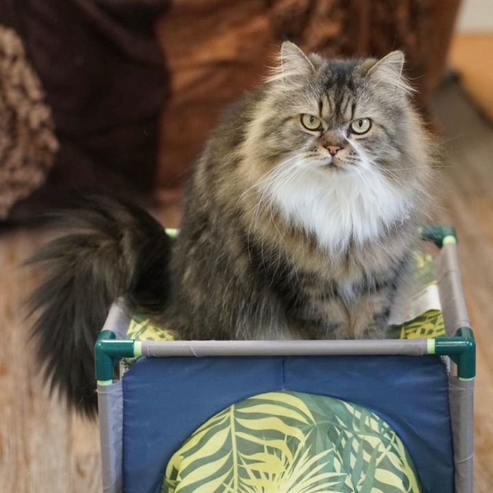 Tammy, an adoptable Persian in Naperville, IL_image-1