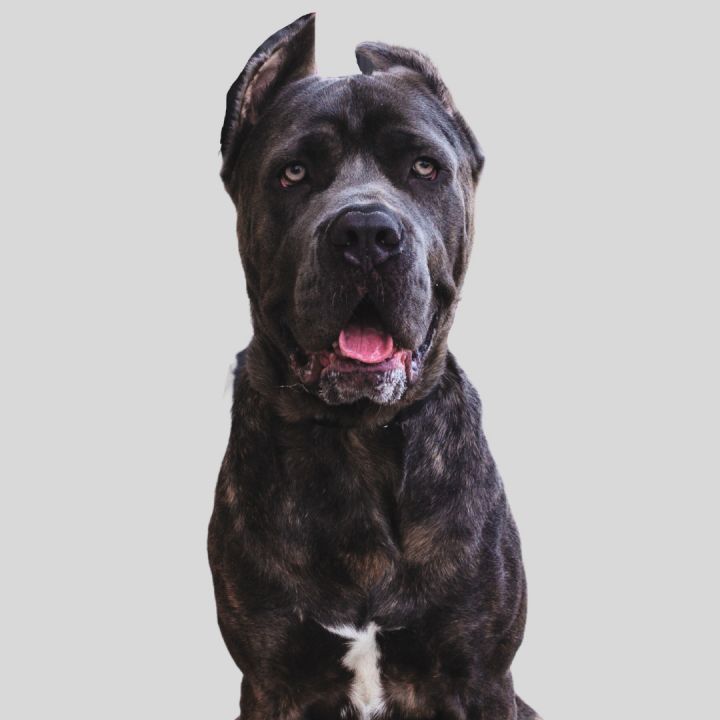 Cane corso hot sale puppy adoption