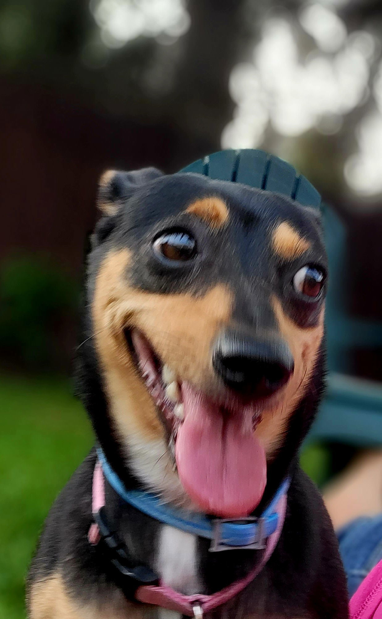 LuLu