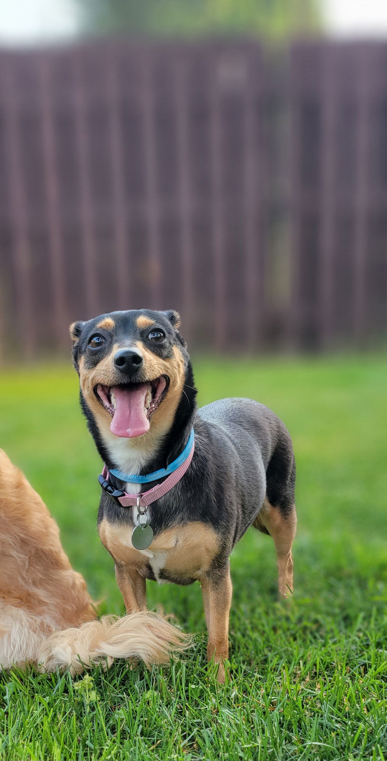 LuLu