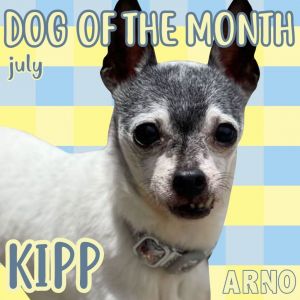Kipp (Senior) Chihuahua Dog
