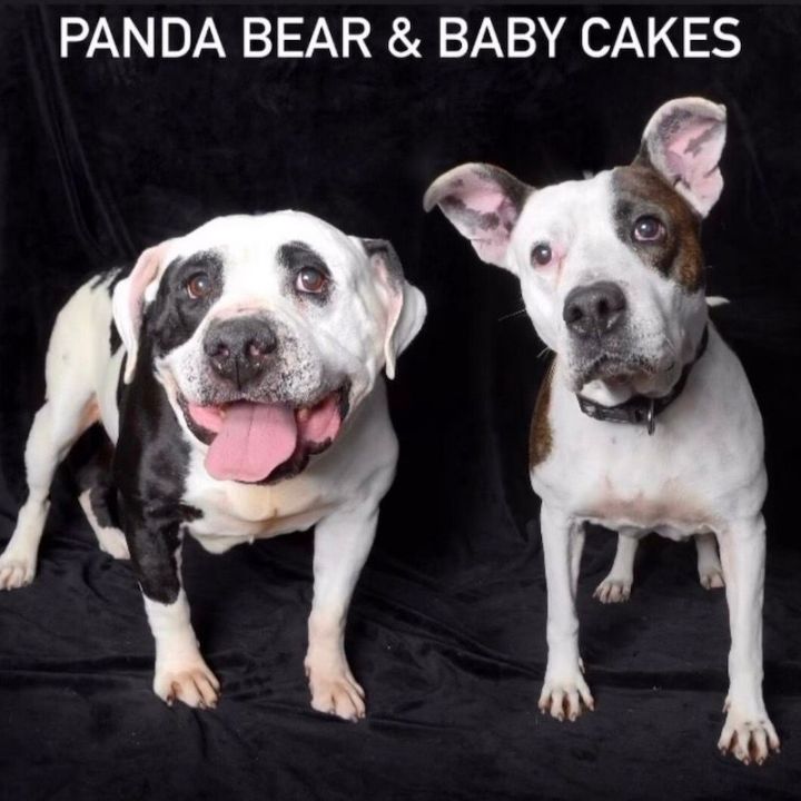 Dog for adoption - Panda Bear & Baby Cakes, an American Bulldog in San Juan  Capistrano, CA | Petfinder