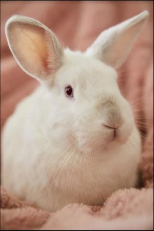 Jersey Wooly Bunny - pets - craigslist