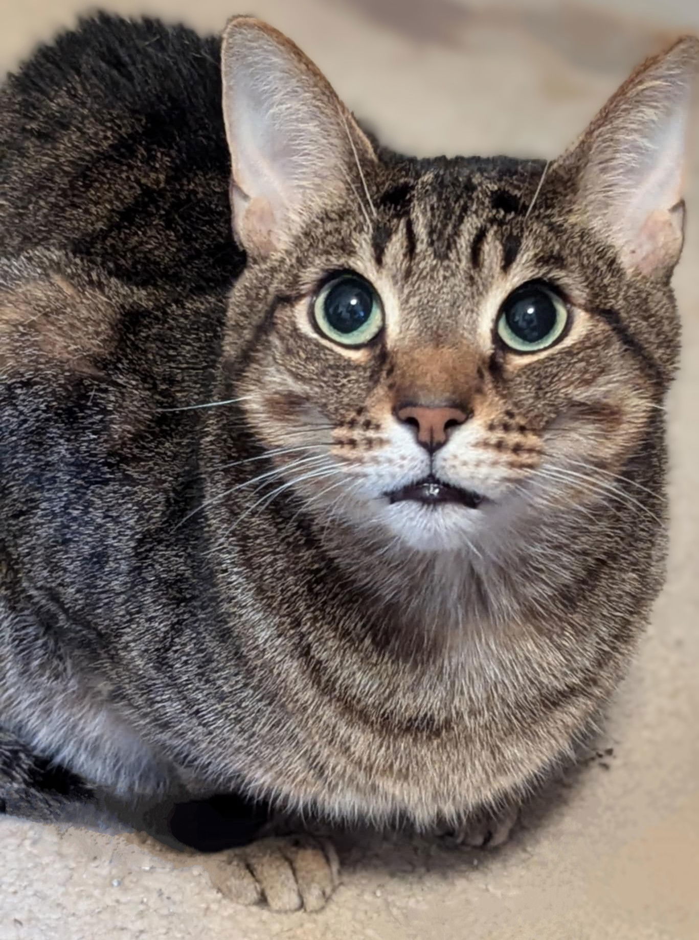 The Mountain (aka "Mountie"), an adoptable Domestic Short Hair, Tabby in Cary, NC, 27511 | Photo Image 1