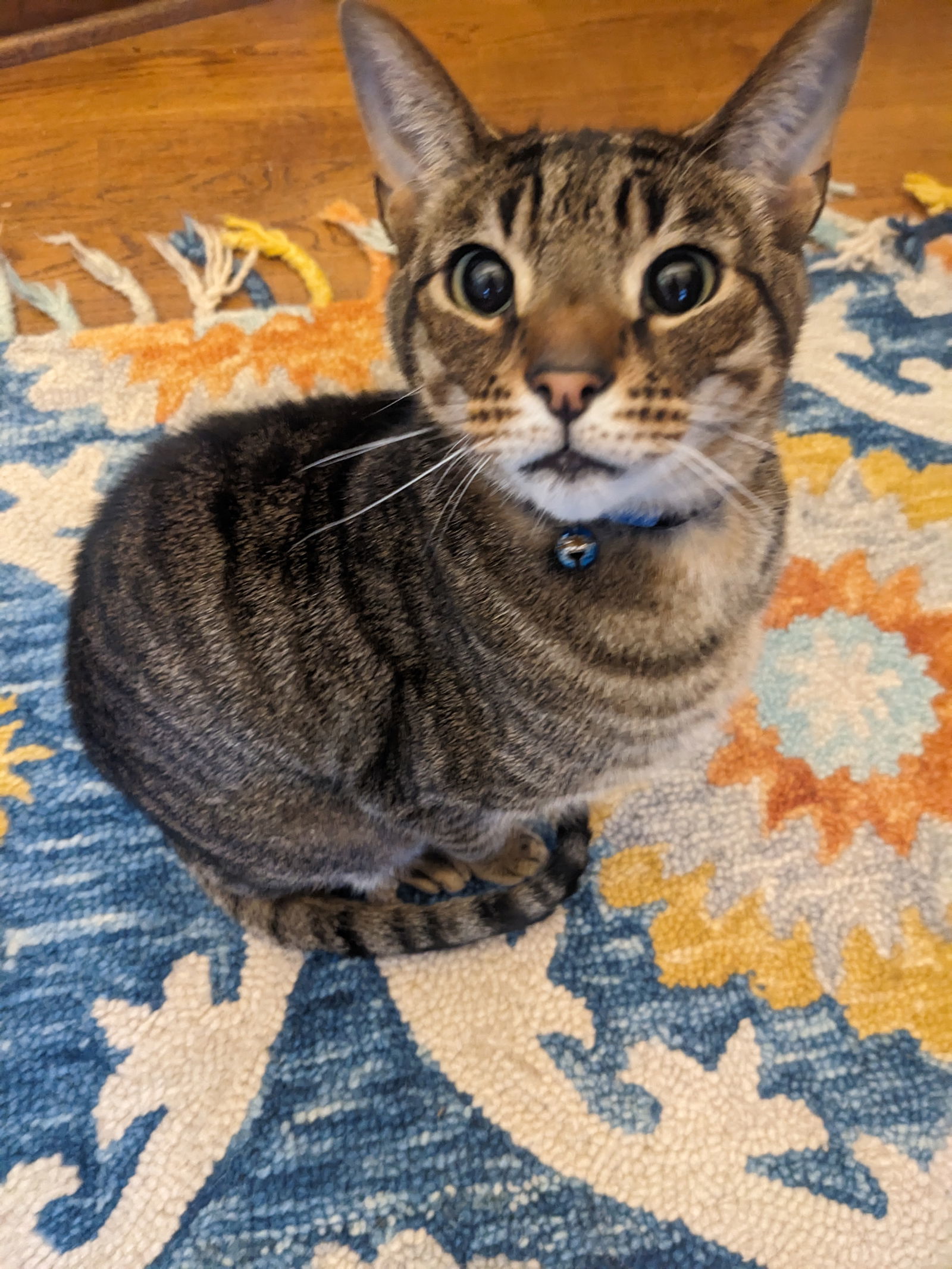 The Mountain (aka "Mountie"), an adoptable Domestic Short Hair, Tabby in Cary, NC, 27511 | Photo Image 2