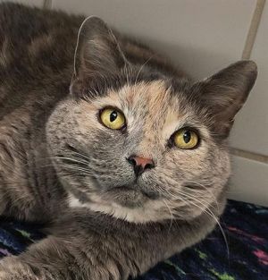 TESSA MAY, Adult Female unknown