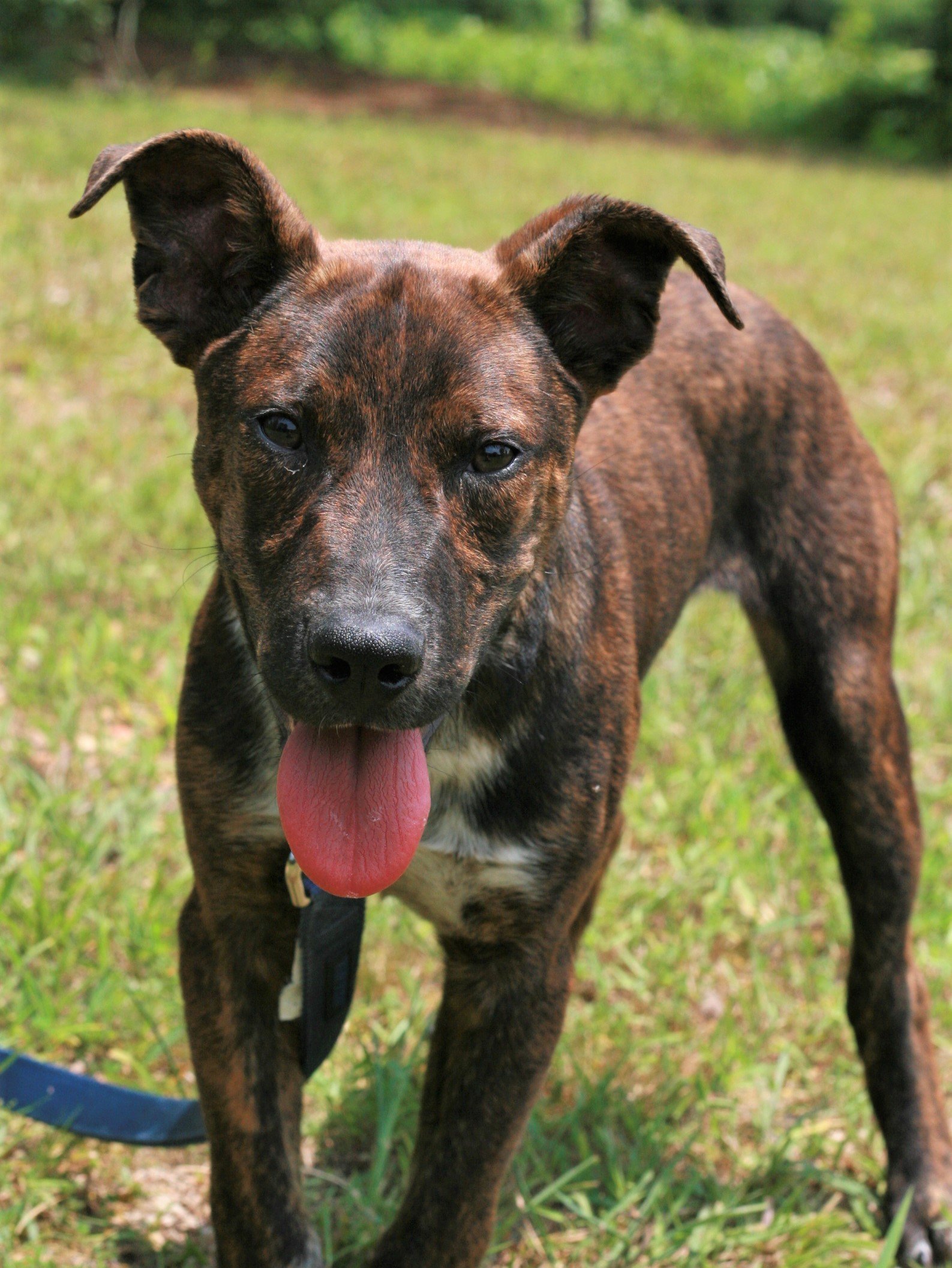 Dog for adoption John Boy, a Plott Hound & Labrador Retriever Mix in Attalla, AL Petfinder