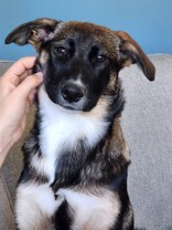 Babydog, an adoptable Mixed Breed in Calgary, AB, T1Y 6R4 | Photo Image 2