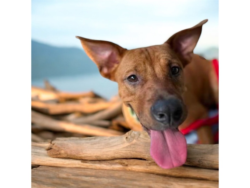 SKY, an adoptable Carolina Dog, Mixed Breed in Crossville, TN, 38557 | Photo Image 1