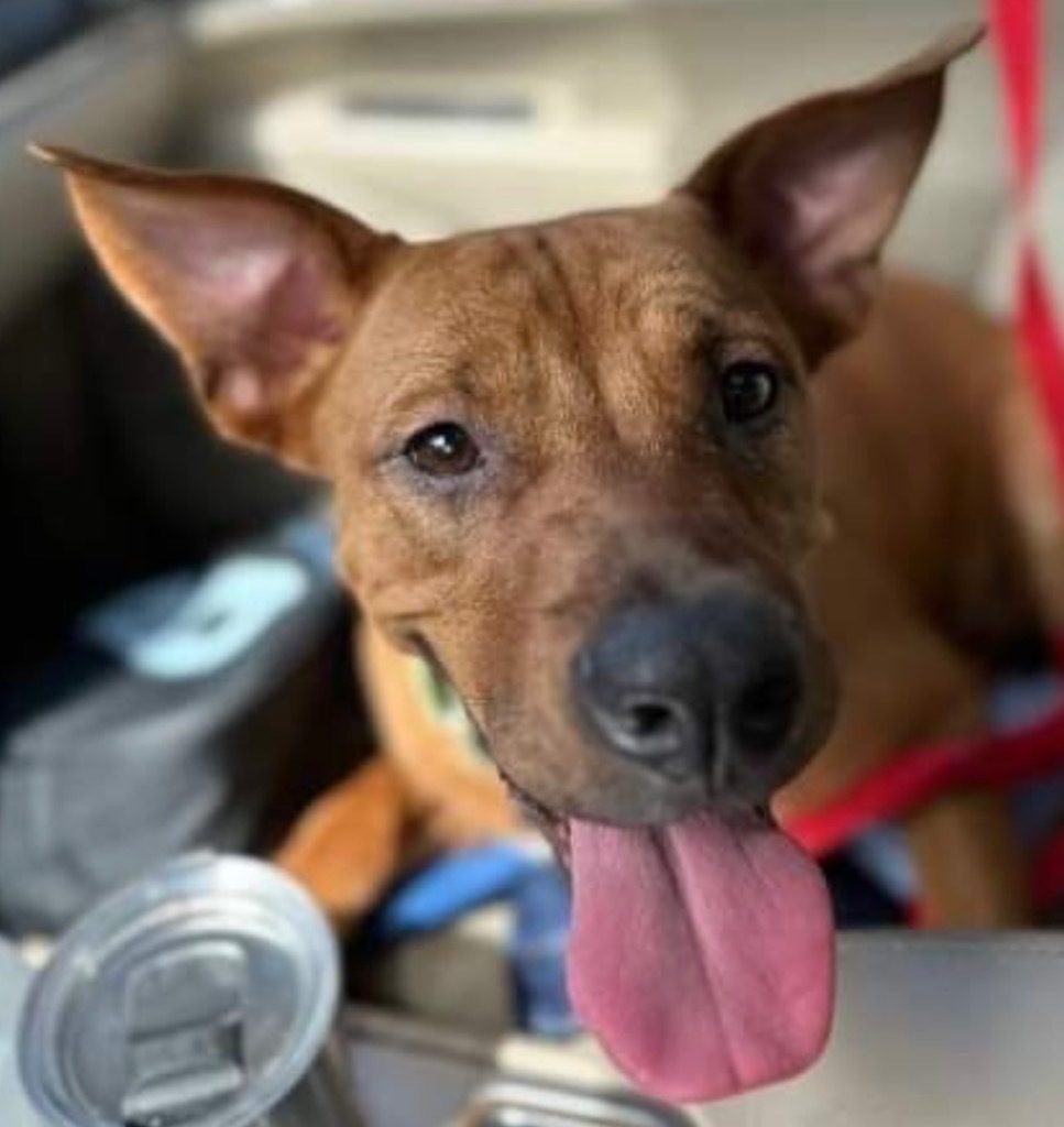 SKY, an adoptable Carolina Dog, Mixed Breed in Crossville, TN, 38557 | Photo Image 2