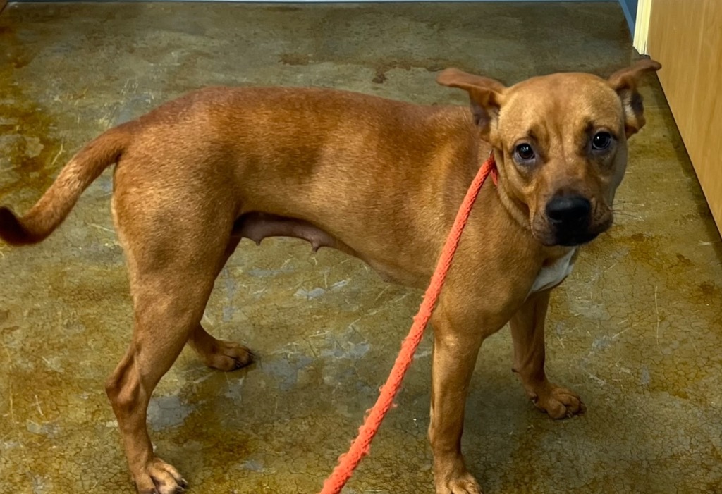 SKY, an adoptable Carolina Dog, Mixed Breed in Crossville, TN, 38557 | Photo Image 3