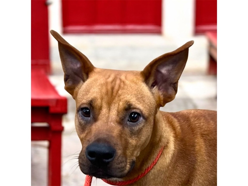 SKY, an adoptable Carolina Dog, Mixed Breed in Crossville, TN, 38557 | Photo Image 3